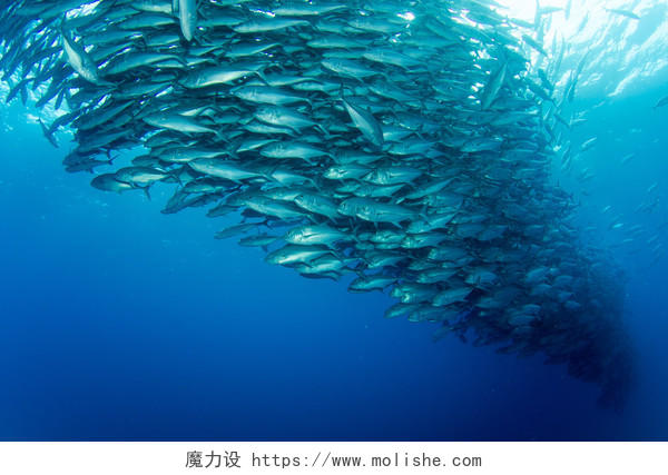 深海里的鱼群背景图